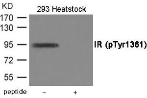 Western blot analysis of extracts from 293 cells treated with Heatstock using IR (Phospho-Tyr1361) Antibody. (Insulin Receptor 抗体  (pTyr1361))