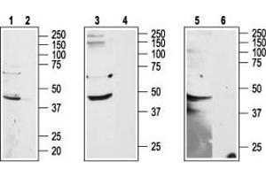 Western blot analysis of HL-60 (lanes 1 and 2) cell line, rat brain (lanes 3 and 4) and mouse brain (lanes 5 and 6) lysates: - 1,3,5.