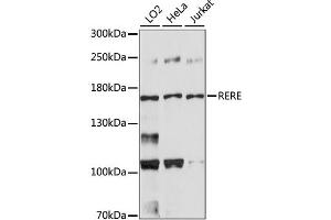 Western blot analysis of extracts of various cell lines, using RERE antibody. (RERE 抗体)