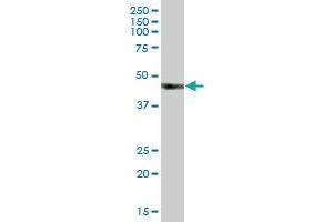 HS2ST1 MaxPab polyclonal antibody. (HS2ST1 抗体  (AA 1-229))