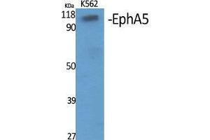 Western Blot (WB) analysis of specific cells using EphA5 Polyclonal Antibody. (EPH Receptor A5 抗体  (Internal Region))