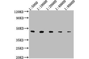 Western Blot Positive WB detected in: 50ng V5-tagged fusion protein V5 Tag antibody at 1:5000, 1:10000, 1:20000, 1:40000, 1:80000 Secondary Goat polyclonal to mouse IgG at 1/50000 dilution Predicted band size: 37. (V5 Epitope Tag 抗体)