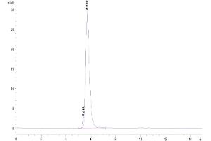 The purity of Biotinylated Human CD5 is greater than 95 % as determined by SEC-HPLC. (CD5 Protein (CD5) (Fc-Avi Tag,Biotin))