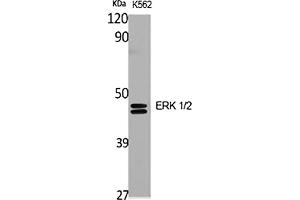 ERK1/2 抗体  (AA 300-380)
