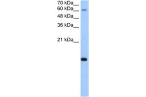 Western Blotting (WB) image for anti-Polymerase (RNA) II (DNA Directed) Polypeptide H (POLR2H) antibody (ABIN2463203) (POLR2H 抗体)