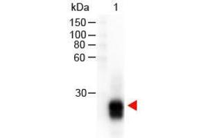 Western Blot of Goat anti-F(ab')2 Rabbit IgG F(ab')2 Antibody Peroxidase Conjugated Pre-Adsorbed. (山羊 anti-兔 IgG (F(ab')2 Region) Antibody (HRP))