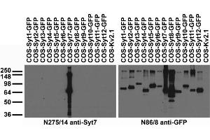 Transfected cell immunoblot: extracts of COS cells transiently transfected with GFP-tagged Synaptotagmin or untagged Kv2.