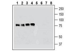 Western blot analysis of human K562 erythroleukemia cell line lysate (lanes 1 and 5), human HeLa cervical adenocarcinoma cell line lysate (lanes 2 and 6), human U-87MG glioblastoma cell line lysate (lanes 3 and 7) and human MCF-7 breast adenocarcinoma cell line lysate (lanes 4 and 8): - 1-4. (Cortactin 抗体  (Intracellular))