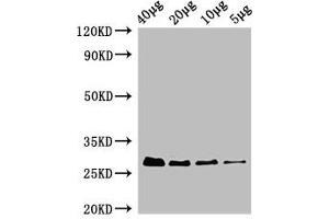 Western Blot Positive WB detected in: Rosseta bacteria lysate at 40 μg, 20 μg, 10 μg, 5 μg All lanes: rpsB antibody, HRP conjugated at 0. (rPSB (AA 2-241) 抗体 (HRP))