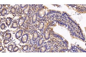 Detection of IFNa/bR2 in Porcine Small intestine Tissue using Polyclonal Antibody to Interferon Alpha/Beta Receptor 2 (IFNa/bR2)