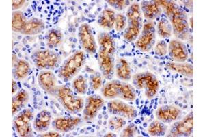 IHC testing of FFPE rat kidney with CYP24A1 antibody. (CYP24A1 抗体  (AA 153-514))