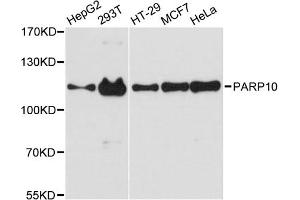 Western blot analysis of extracts of various cell lines, using PARP10 antibody. (PARP10 抗体)