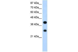 PCBP2 antibody used at 1. (PCBP2 抗体)