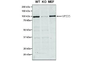 Western Blot analysis of Human, Mouse A549, MEF showing detection of VPS35 protein using Mouse Anti-VPS35 Monoclonal Antibody, Clone 7E4 (ABIN6932908). (VPS35 抗体)