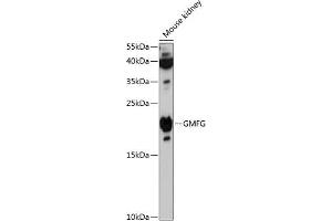 Western blot analysis of extracts of mouse kidney, using GMFG antibody (ABIN6127958, ABIN6141183, ABIN6141184 and ABIN6216779) at 1:3000 dilution. (GMFG 抗体  (AA 1-70))