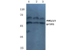 Western blot (WB) analysis of p-JNK1/2/3 antibody at 1/500 dilution (JNK 抗体  (pThr183))