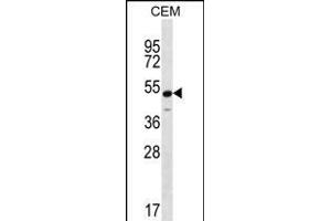 KCNJ8 Antibody (N-term) (ABIN656236 and ABIN2845552) western blot analysis in CEM cell line lysates (35 μg/lane). (KCNJ8 抗体  (N-Term))