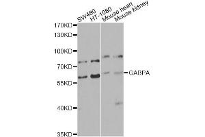 Western blot analysis of extracts of various cell lines, using GABPA antibody (ABIN5974588) at 1/1000 dilution. (GABPA 抗体)