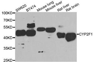 Western blot analysis of extracts of various cell lines, using CYP2F1 antibody. (CYP2F1 抗体  (AA 100-290))