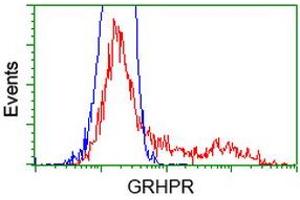HEK293T cells transfected with either RC200963 overexpress plasmid (Red) or empty vector control plasmid (Blue) were immunostained by anti-GRHPR antibody (ABIN2453974), and then analyzed by flow cytometry. (GRHPR 抗体)