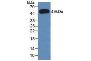 Western blot analysis of recombinant Rat a1AGP. (ORM1 抗体  (AA 19-186))