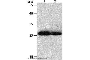 Western blot analysis of Hela and 293T cell, using PRDX3 Polyclonal Antibody at dilution of 1:800 (Peroxiredoxin 3 抗体)