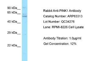 Western Blotting (WB) image for anti-PTEN Induced Putative Kinase 1 (PINK1) (N-Term) antibody (ABIN971402) (PINK1 抗体  (N-Term))