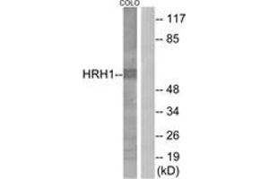Western blot analysis of extracts from COLO205 cells, using HRH1 Antibody. (HRH1 抗体  (AA 141-190))