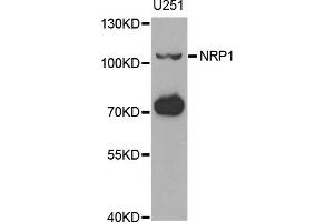 Western blot analysis of extracts of U-251MG cells, using NRP1 antibody (ABIN1882337) at 1:1000 dilution. (Neuropilin 1 抗体)