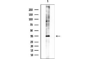 anti-Growth Arrest-Specific 2 (GAS2) (C-Term) antibody