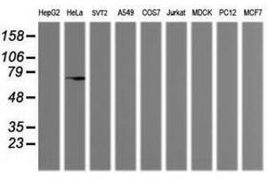 Image no. 2 for anti-Mdm4-binding Protein (MDM4) antibody (ABIN1499357) (MDM4-binding Protein 抗体)