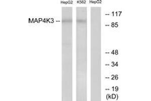 Western blot analysis of extracts from HepG2/K562 cells, using MAP4K3 Antibody. (MAP4K3 抗体  (AA 10-59))