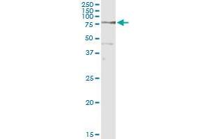 Immunoprecipitation of COIL transfected lysate using anti-COIL MaxPab rabbit polyclonal antibody and Protein A Magnetic Bead , and immunoblotted with COIL purified MaxPab mouse polyclonal antibody (B01P) . (Coilin 抗体  (AA 1-576))