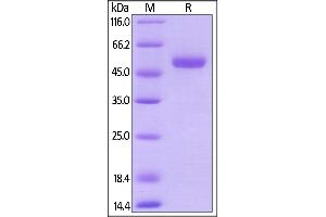 Mouse CD27 Ligand, Mouse IgG2a Fc Tag, low endotoxin on  under reducing (R) condition.