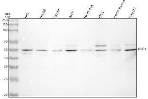 Western blot analysis of ODC1 using anti-ODC1 antibody (ABIN7599405).