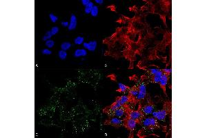 Immunocytochemistry/Immunofluorescence analysis using Mouse Anti-VGlut3 Monoclonal Antibody, Clone S34-34 . (SLC17A8 抗体  (AA 546-588))