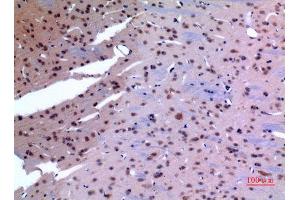 Immunohistochemistry (IHC) analysis of paraffin-embedded Rat Brain, antibody was diluted at 1:100. (HSP90 抗体  (Lys284, Lys292))