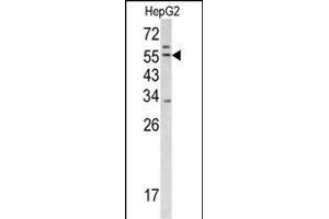 Western blot analysis of TRSS2 antibody (Center) (ABIN391564 and ABIN2841503) in HepG2 cell line lysates (35 μg/lane). (TMPRSS2 抗体  (AA 314-343))