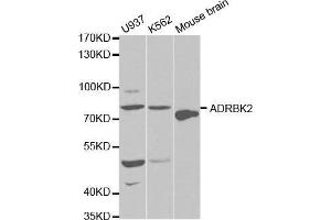Western blot analysis of extracts of various cell lines, using ADRBK2 antibody. (ADRBK2 抗体  (AA 1-300))