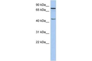 Western Blotting (WB) image for anti-Ring Finger Protein 169 (RNF169) antibody (ABIN2463913) (RNF169 抗体)