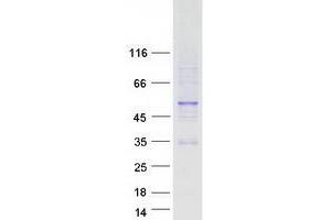 Validation with Western Blot (PAX2A Protein (Transcript Variant A) (Myc-DYKDDDDK Tag))