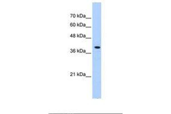 PEX10 抗体  (AA 201-250)