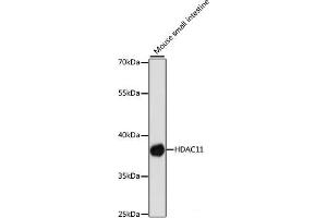 Western blot analysis of extracts of Mouse small intestine using HDAC11 Polyclonal Antibody at dilution of 1:1000. (HDAC11 抗体)