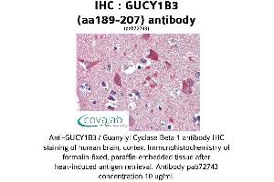 Image no. 2 for anti-Guanylate Cyclase 1, Soluble, beta 3 (GUCY1B3) (AA 189-207) antibody (ABIN2852385) (GUCY1B3 抗体  (AA 189-207))