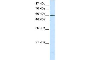 WB Suggested Anti-SLC30A9 Antibody Titration:  0. (SLC30A9 抗体  (N-Term))