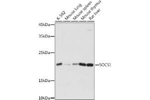Western blot analysis of extracts of various cell lines, using SOCS1 antibody (ABIN6128737, ABIN6148263, ABIN6148266 and ABIN6223700) at 1:1000 dilution. (SOCS1 抗体  (AA 1-211))