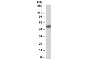 Western blot testing of human cerebellum lysate with SEPT4 antibody at 0. (Septin 4 抗体)