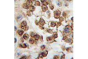 Image no. 1 for anti-Nanog Homeobox (NANOG) (AA 101-131), (Middle Region) antibody (ABIN357015) (Nanog 抗体  (Middle Region))