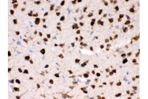 Anti- ELAVL4 Picoband antibody, IHC(P) IHC(P): Mouse Brain Tissue (ELAVL4 抗体  (N-Term))