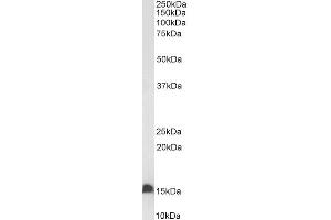 Biotinylated ABIN5539637 (0. (FABP2 抗体  (C-Term) (Biotin))